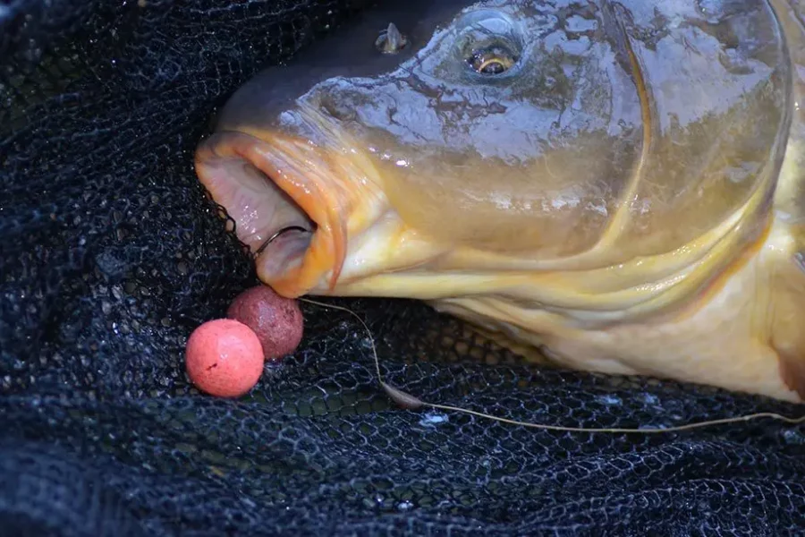 Quels appâts pour pêcher la carpe
