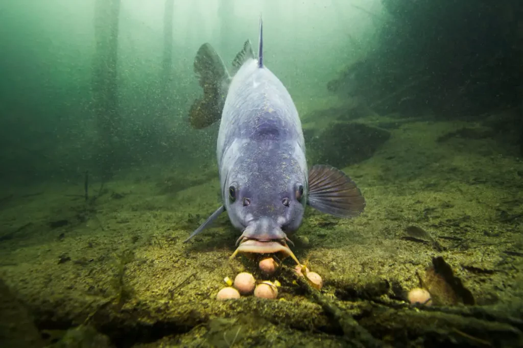 Quels appâts pour pêcher la carpe